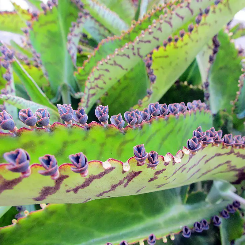 Kalanchoe Daigremontiana (Planta de caimán/Planta madre de miles)