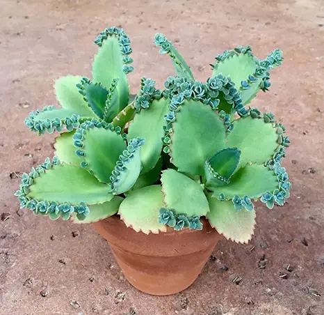 Kalanchoe Daigremontiana (Planta de caimán/Planta madre de miles)