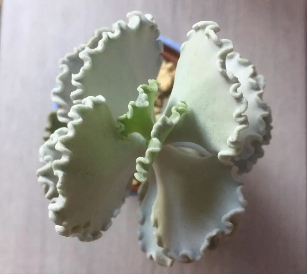 La corona de plata 'Cotyledon Undulata' La corona de plata 'Cotyledon Undulata'