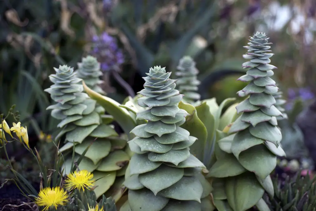 La ensalada de tiza 'Dudleya Pulverulenta'