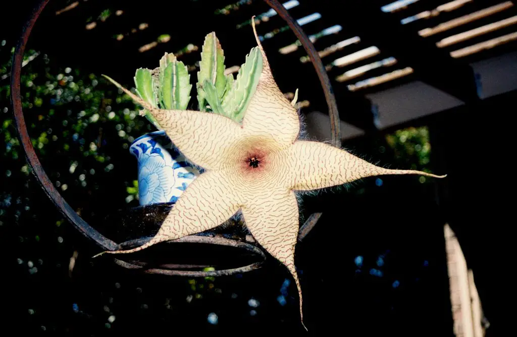 La flor carroñera 'Stapelia gigantea' La flor carroñera 'Stapelia gigantea'