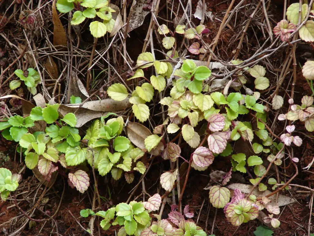 La flor del chisme 'Plectranthus Verticillatus'