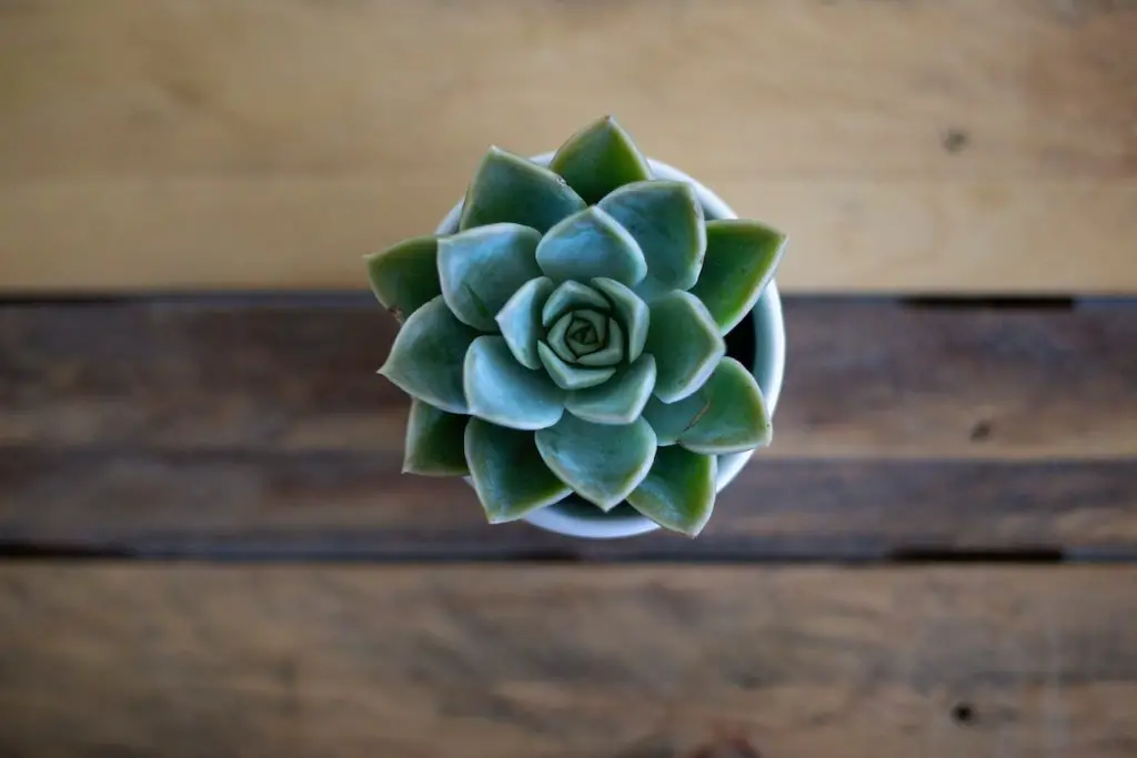 La guía completa para plantar suculentas en macetas La guía completa para plantar suculentas en macetas