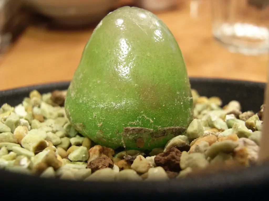 La hamburguesa de cebolla suculenta 'Conophytum Burgeri' La hamburguesa de cebolla suculenta 'Conophytum Burgeri'
