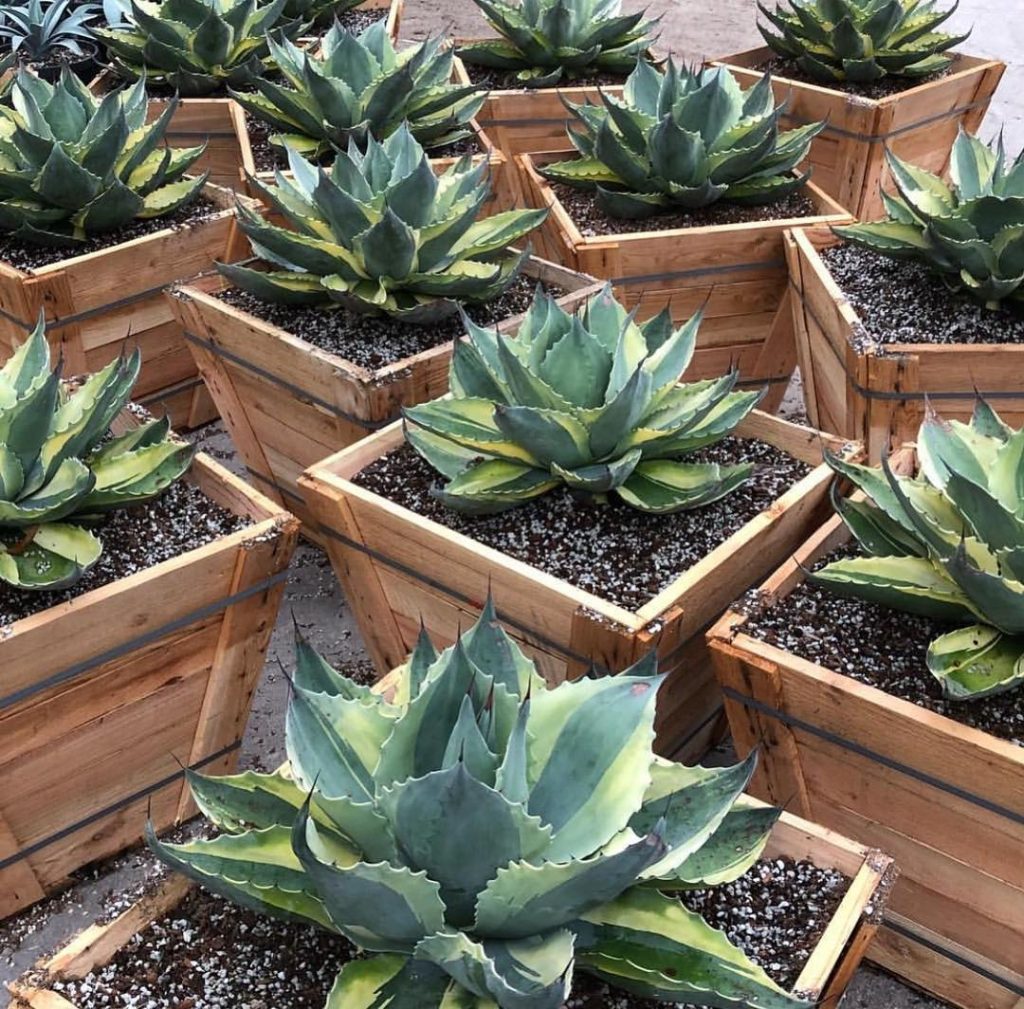 La lengua rodante 'Agave Ovatifolia' La lengua rodante 'Agave Ovatifolia'