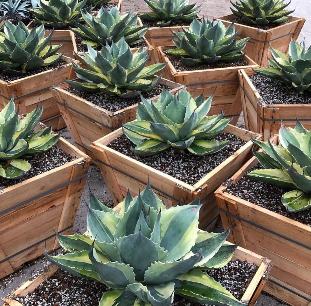 La lengua rodante 'Agave Ovatifolia'