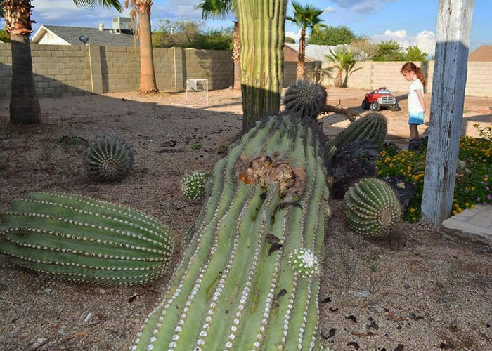 La mejor manera de liberar un cactus de la tierra.
