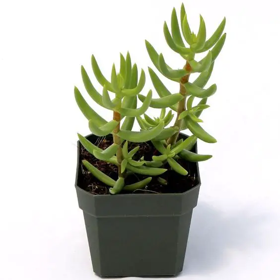 La mini suculenta de pino “Crassula Tetragona” La mini suculenta de pino “Crassula Tetragona”