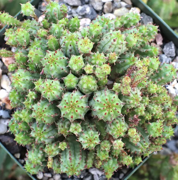 La mutada Euphorbia submammillaris 'Euphorbia Monstrose' La mutada Euphorbia submammillaris 'Euphorbia Monstrose'
