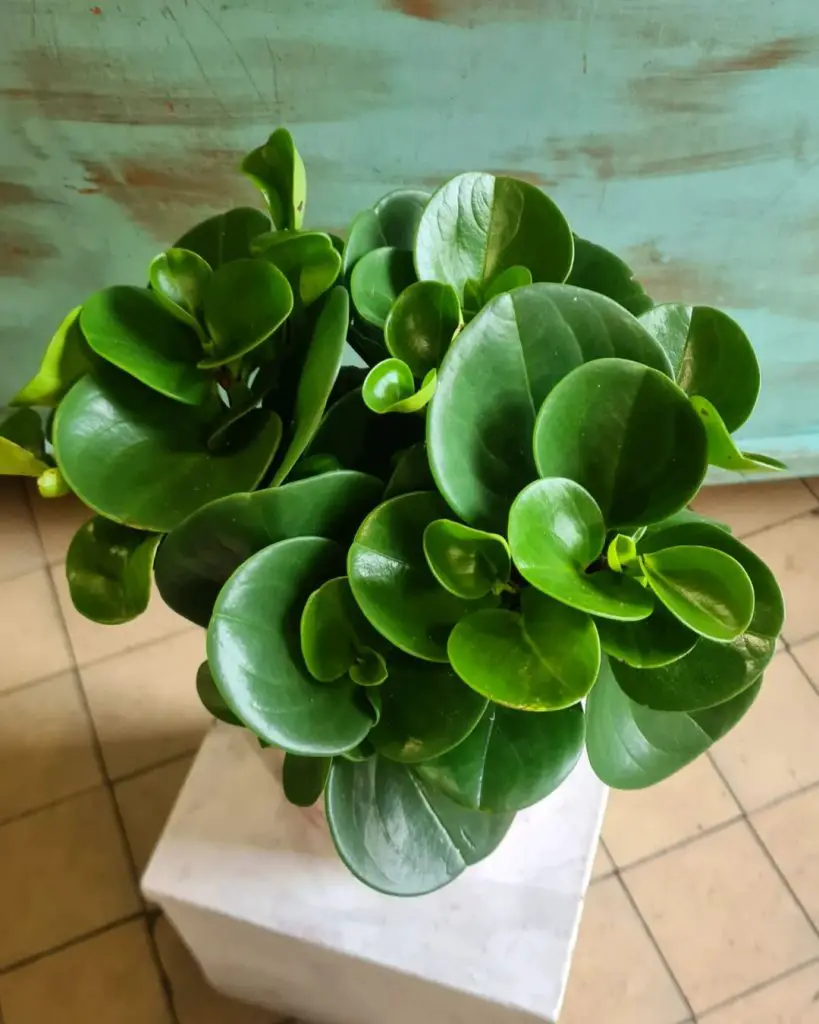 La peperomia de bellota 'Peperomia Hope' (Peperomia tetraphylla)