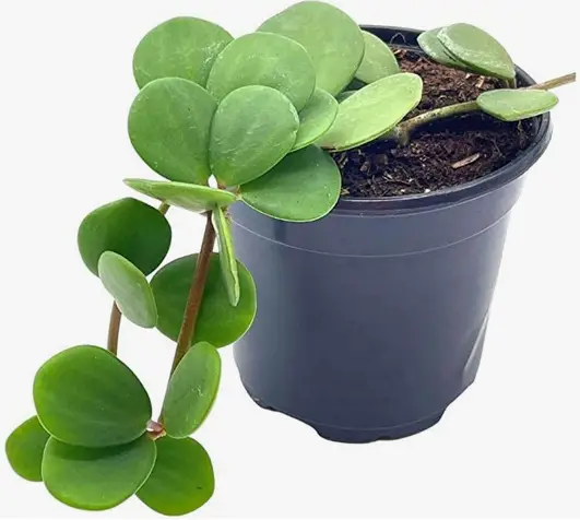 La peperomia de bellota 'Peperomia Hope' (Peperomia tetraphylla)