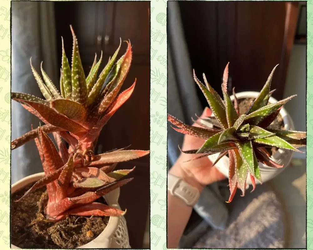 La pequeña cebra Haworthia 'Haworthiopsis fasciata' (anteriormente 'Haworthia Fasciata')