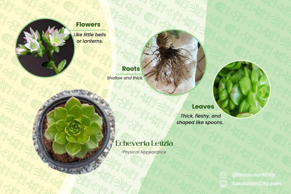 La pequeña planta joya 'Echeveria Letizia'