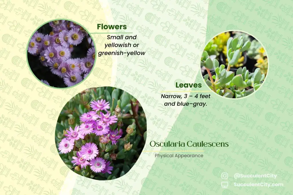 La planta Dassievygie 'Oscularia Caulescens' La planta Dassievygie 'Oscularia Caulescens'