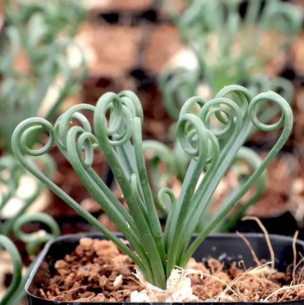 La planta Frizzle Sizzle 'Albuca Spiralis' La planta Frizzle Sizzle 'Albuca Spiralis'