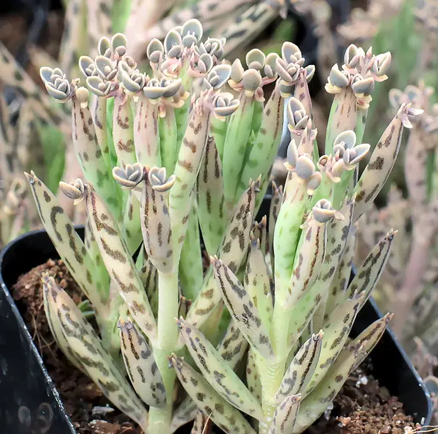 La planta “Madre de Millones” Kalanchoe Delagoensis