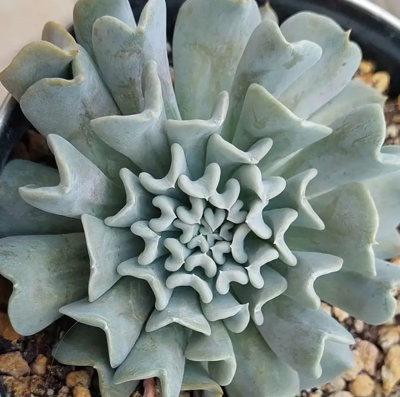 La planta al revés “Echeveria Runyonii” La planta al revés “Echeveria Runyonii”