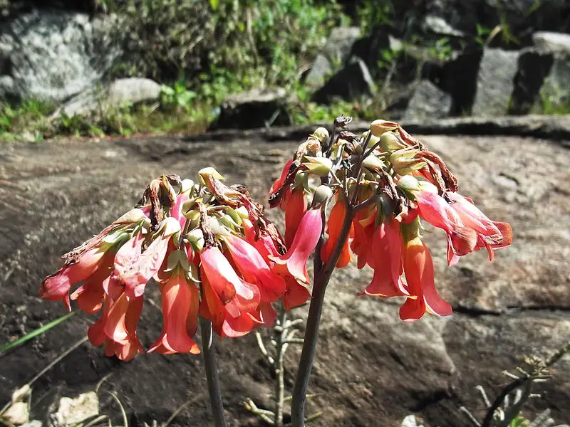 La planta candelabro Kalanchoe 'Kalanchoe Tubiflora'