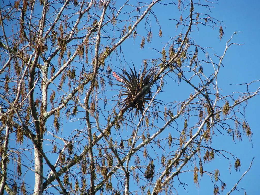 La planta cardinal del aire “Tillandsia Fasciculata”