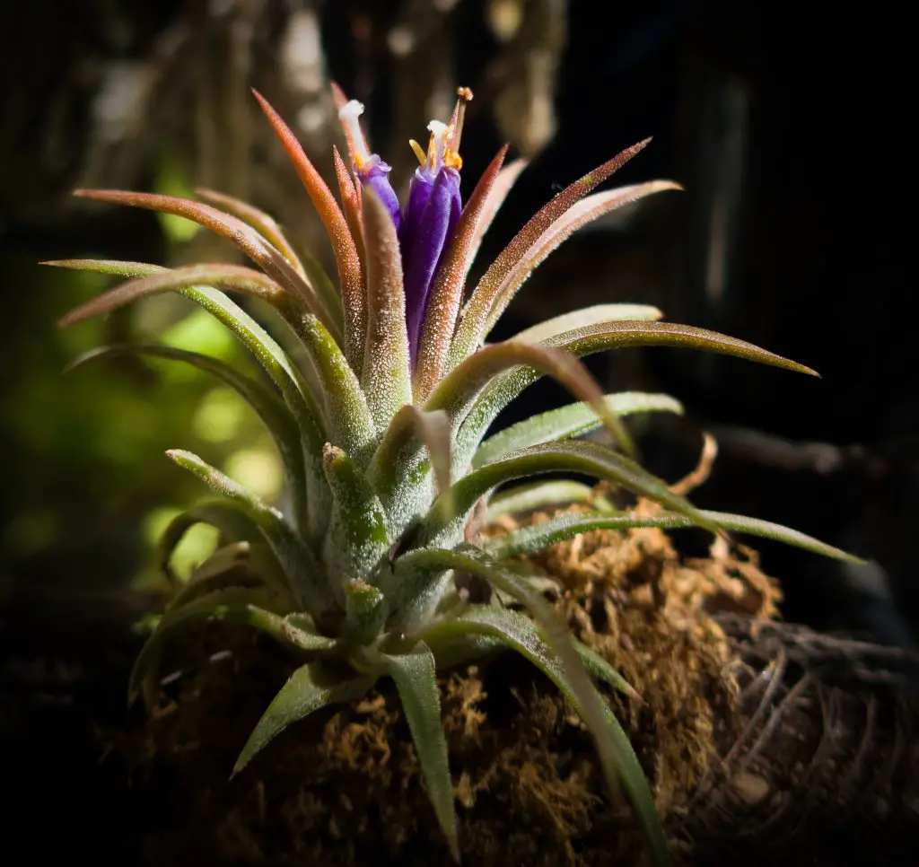 La planta de aire Blushing Bride “Tillandsia Ionantha” La planta de aire Blushing Bride “Tillandsia Ionantha”