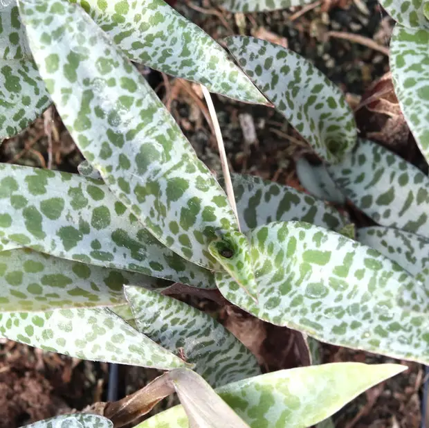 La planta de cebolla plateada “Ledebouria Socialis”