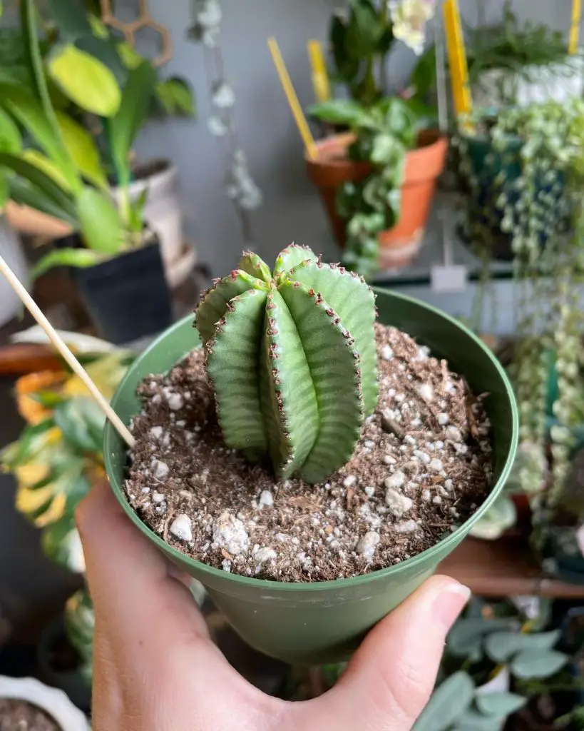 La planta de cremallera de Tanzania “Euphorbia Anoplia”