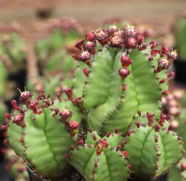 La planta de cremallera de Tanzania “Euphorbia Anoplia”