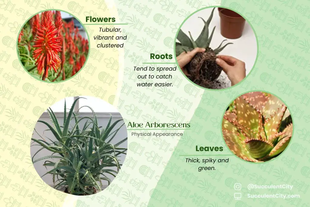 La planta de la antorcha 'Aloe Arborescens' La planta de la antorcha 'Aloe Arborescens'