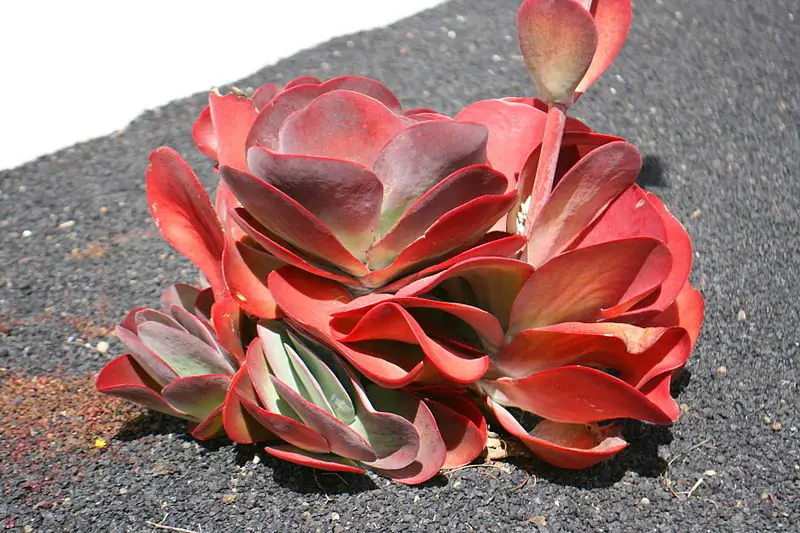 La planta de pádel 'Kalanchoe Luciae' La planta de pádel 'Kalanchoe Luciae'