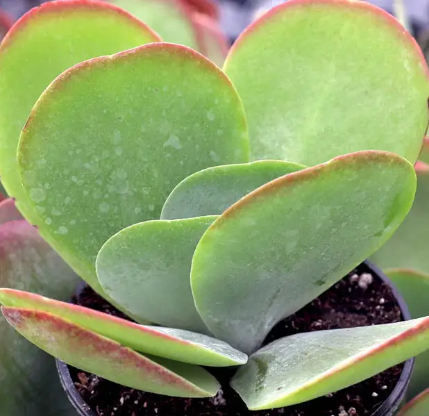 La planta de pádel 'Kalanchoe Luciae' La planta de pádel 'Kalanchoe Luciae'