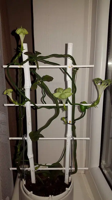 La planta de paracaídas 'Ceropegia Sandersonii' La planta de paracaídas 'Ceropegia Sandersonii'