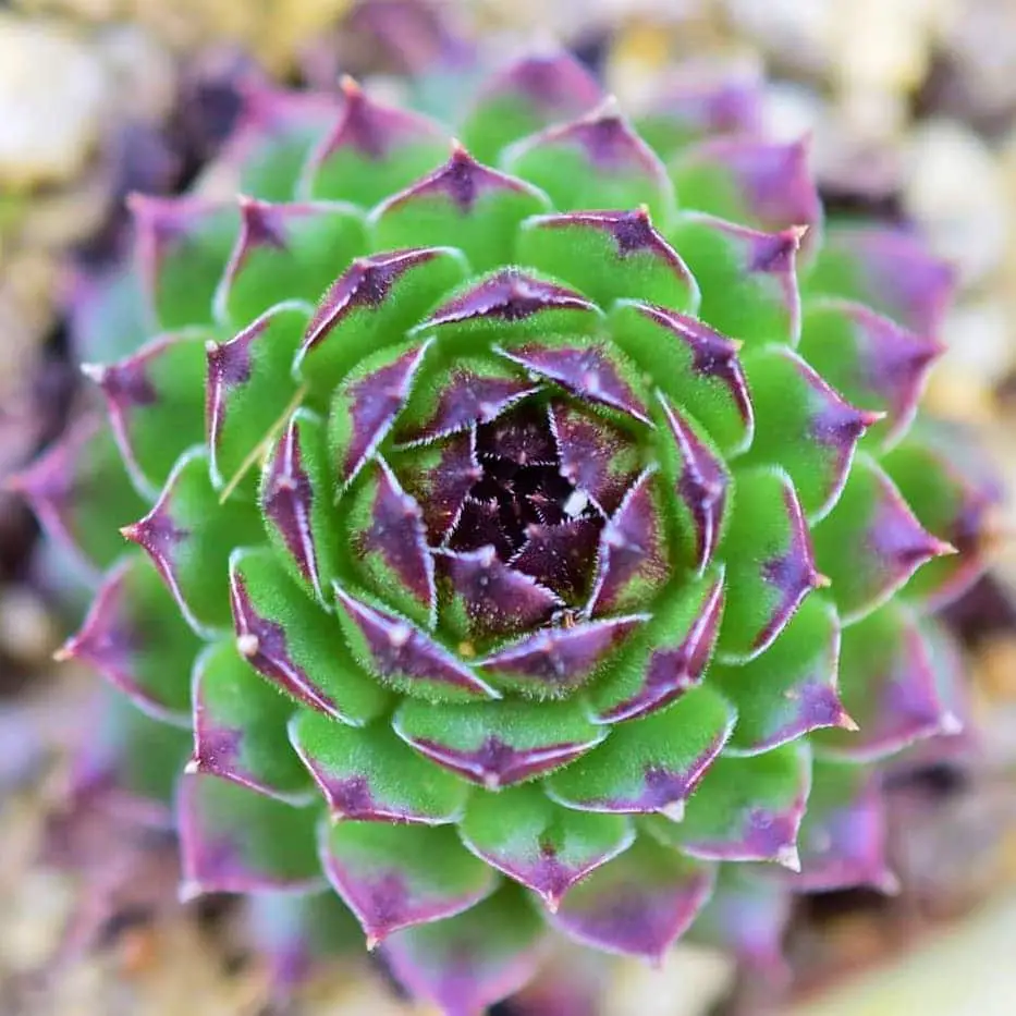 La planta de pollos y pollitos “Sempervivum Tectorum”