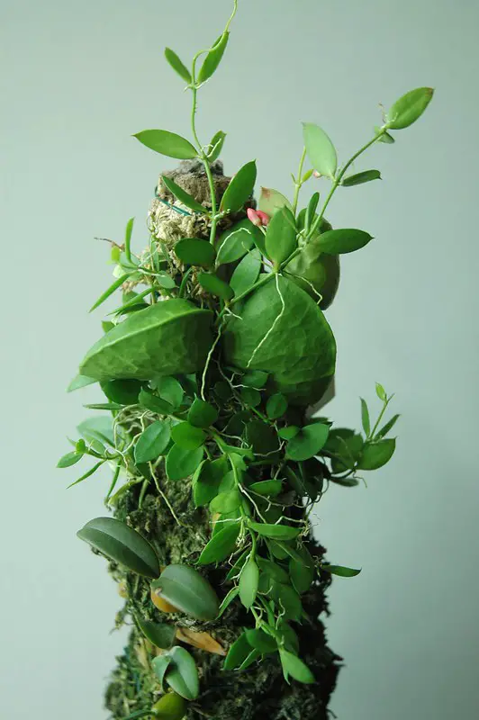 La planta hormiga 'Dischidia Pectinoides' La planta hormiga 'Dischidia Pectinoides'