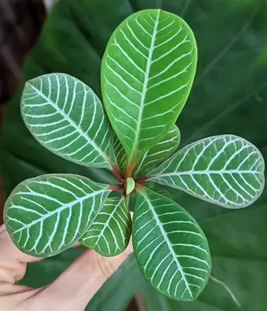 La planta joya de Madagascar “Euphorbia Leuconeura”