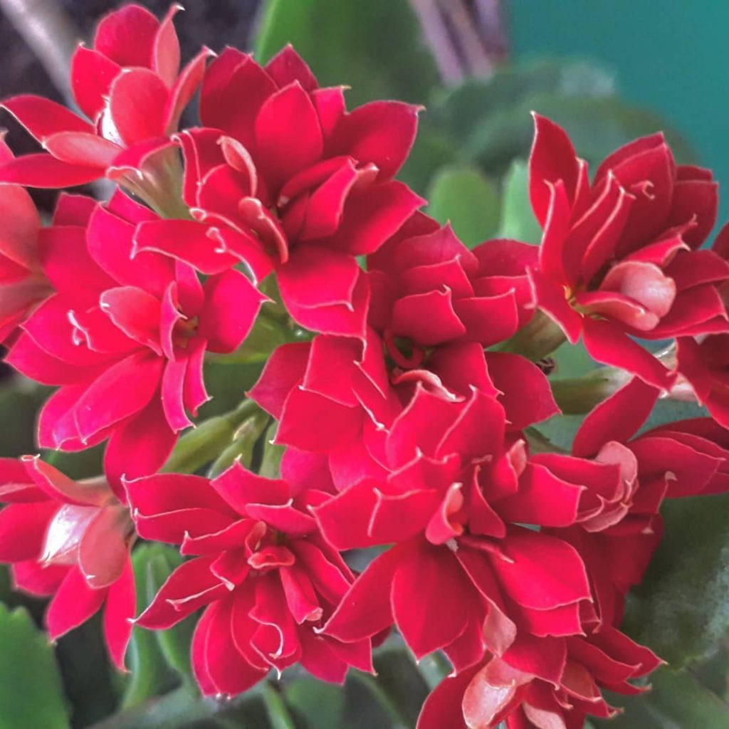 La planta llameante Katy 'Kalanchoe Blossfeldiana' La planta llameante Katy 'Kalanchoe Blossfeldiana'
