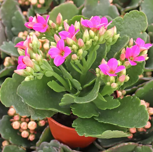 La planta llameante Katy 'Kalanchoe Blossfeldiana' La planta llameante Katy 'Kalanchoe Blossfeldiana'