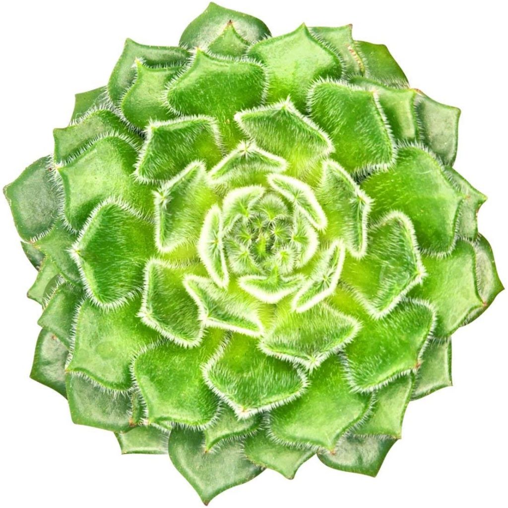 La planta mexicana de fuegos artificiales “Echeveria Setosa”