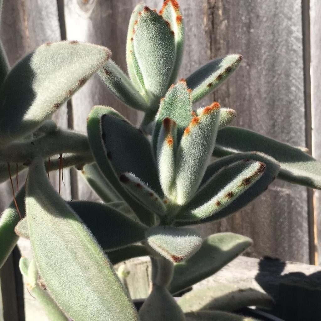 La planta panda/planta de oreja de gatito 'Kalanchoe Tomentosa'