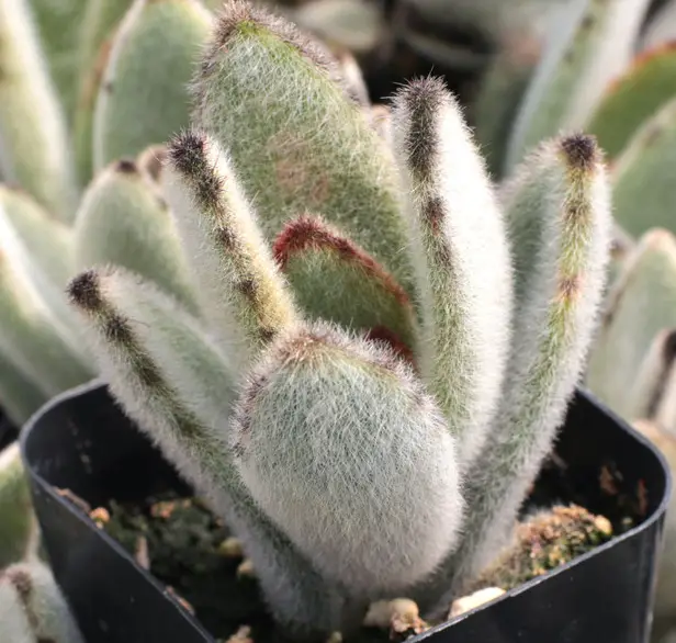 La planta panda/planta de oreja de gatito 'Kalanchoe Tomentosa' La planta panda/planta de oreja de gatito 'Kalanchoe Tomentosa'