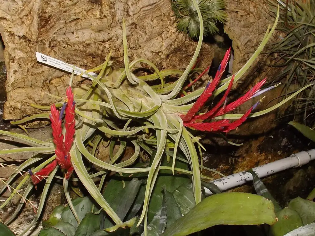 La planta principal de Medusa 'Tillandsia Caput-medusae'