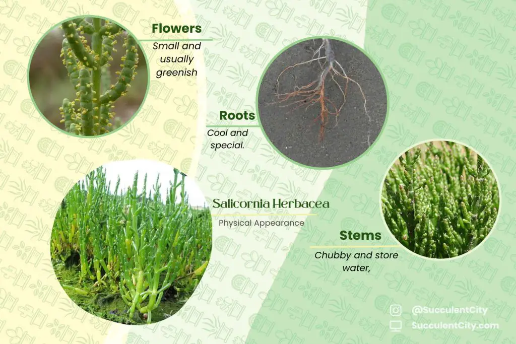 La planta samphire 'Salicornia Herbacea'