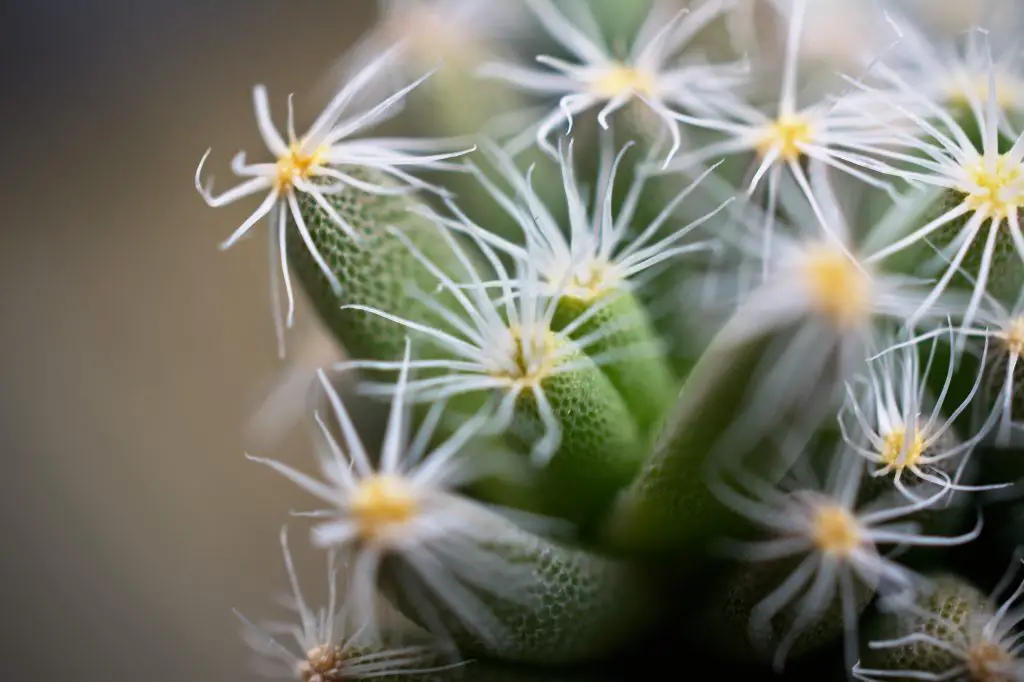 La rosa del desierto en miniatura 'Trichodiadema Densum'