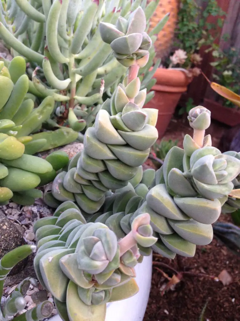La suculenta "Crassula Moonglow" tolerante a la sequía La suculenta "Crassula Moonglow" tolerante a la sequía