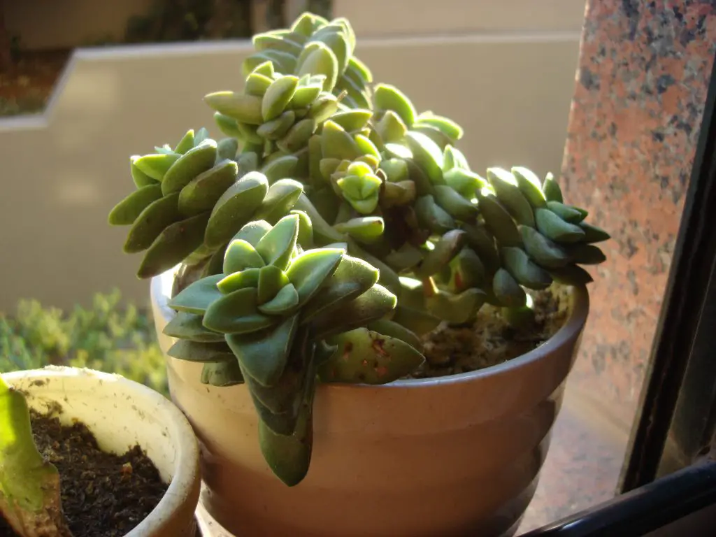 La suculenta de lento crecimiento “Crassula Springtime”