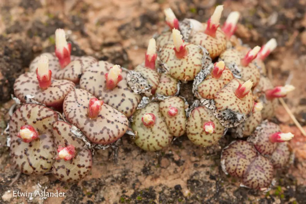 La suculenta enana “Conophytum Obcordellum” La suculenta enana “Conophytum Obcordellum”