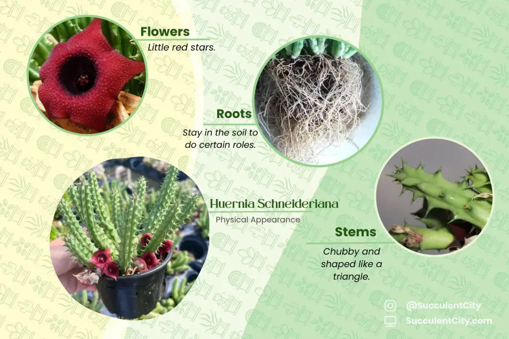La suculenta flor de dragón rojo “Huernia Schneideriana” La suculenta flor de dragón rojo “Huernia Schneideriana”