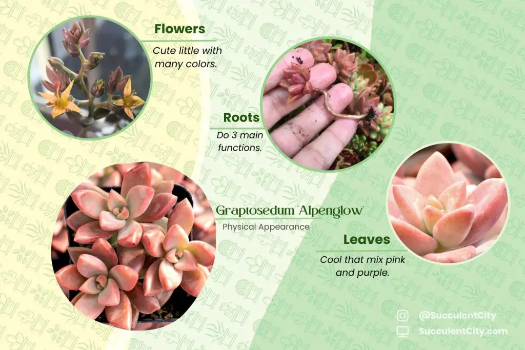 La suculenta híbrida rosa Graptosedum 'Alpenglow' La suculenta híbrida rosa Graptosedum 'Alpenglow'