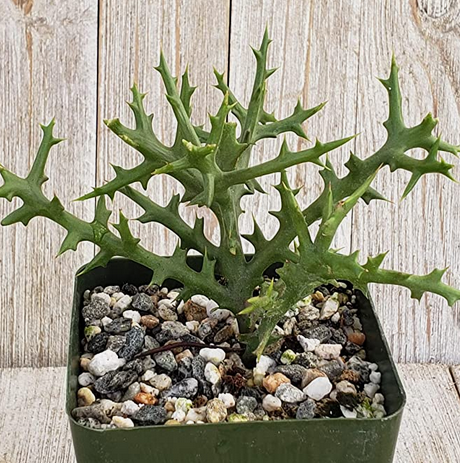 La suculenta mata plateada “Euphorbia Stenoclada”