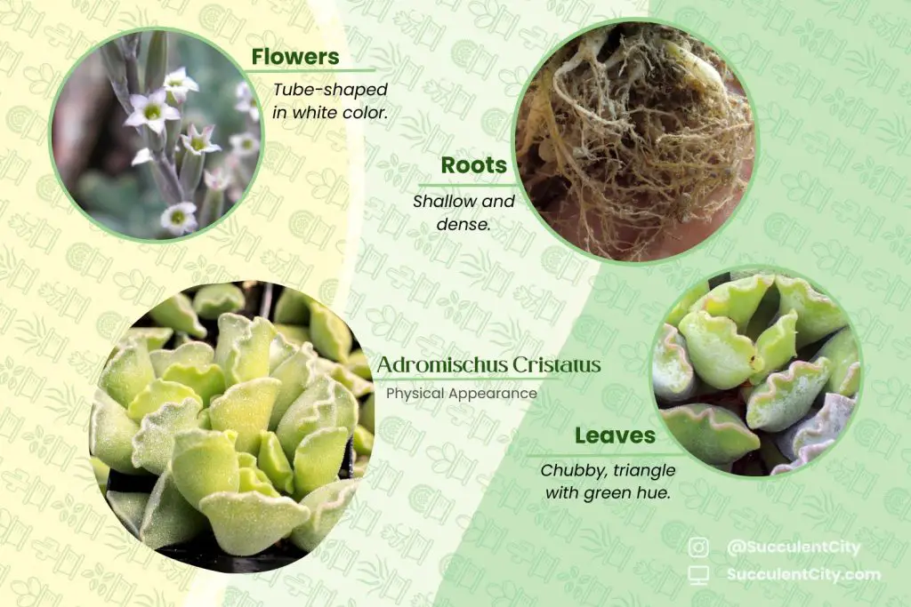 La suculenta tarta de lima 'Adromischus cristatus'