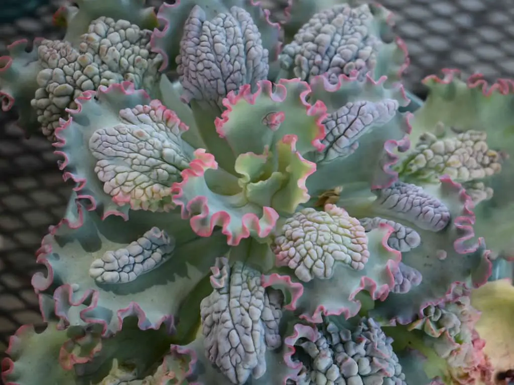 La superficial Echeveria “Sea Dragon”